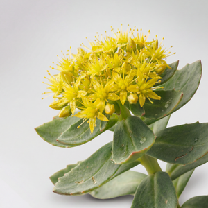 Rhodiola Rosea