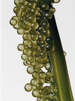 Microalgae