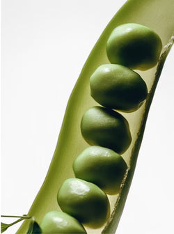 Plant protein