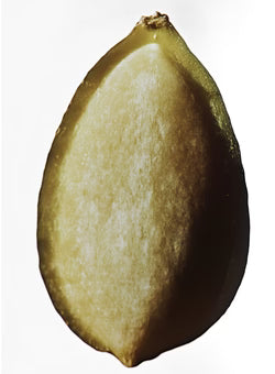 Seeds and flavonols
